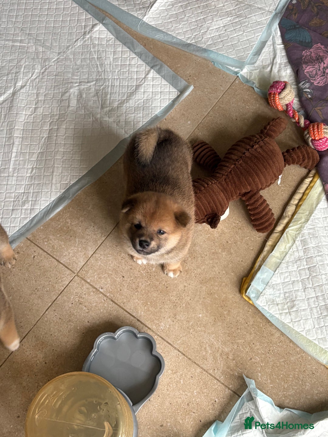 Japanese Shiba Inu dogs for sale: KC Registered Japanese Shiba-Inus  - Image 4