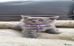 British Shorthair cats for sale: 3 BEAUTIFUL BSH KITTENS FOR SALE 2 Blue 1 Lilac - Image 1