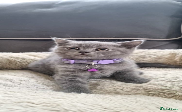 British Shorthair cats - Advert 8