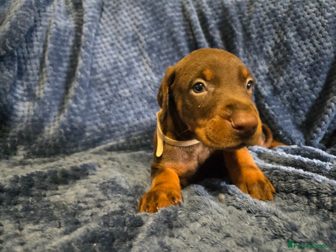 Dobermann dogs for sale: 7 handsome doberman pups - Image 2