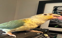Conures birds for sale: Baby Hand Reared Conures 18 weeks Old - Image 15