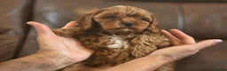 Cavapoo dogs for sale: Toy Cavapoo - Advert 8