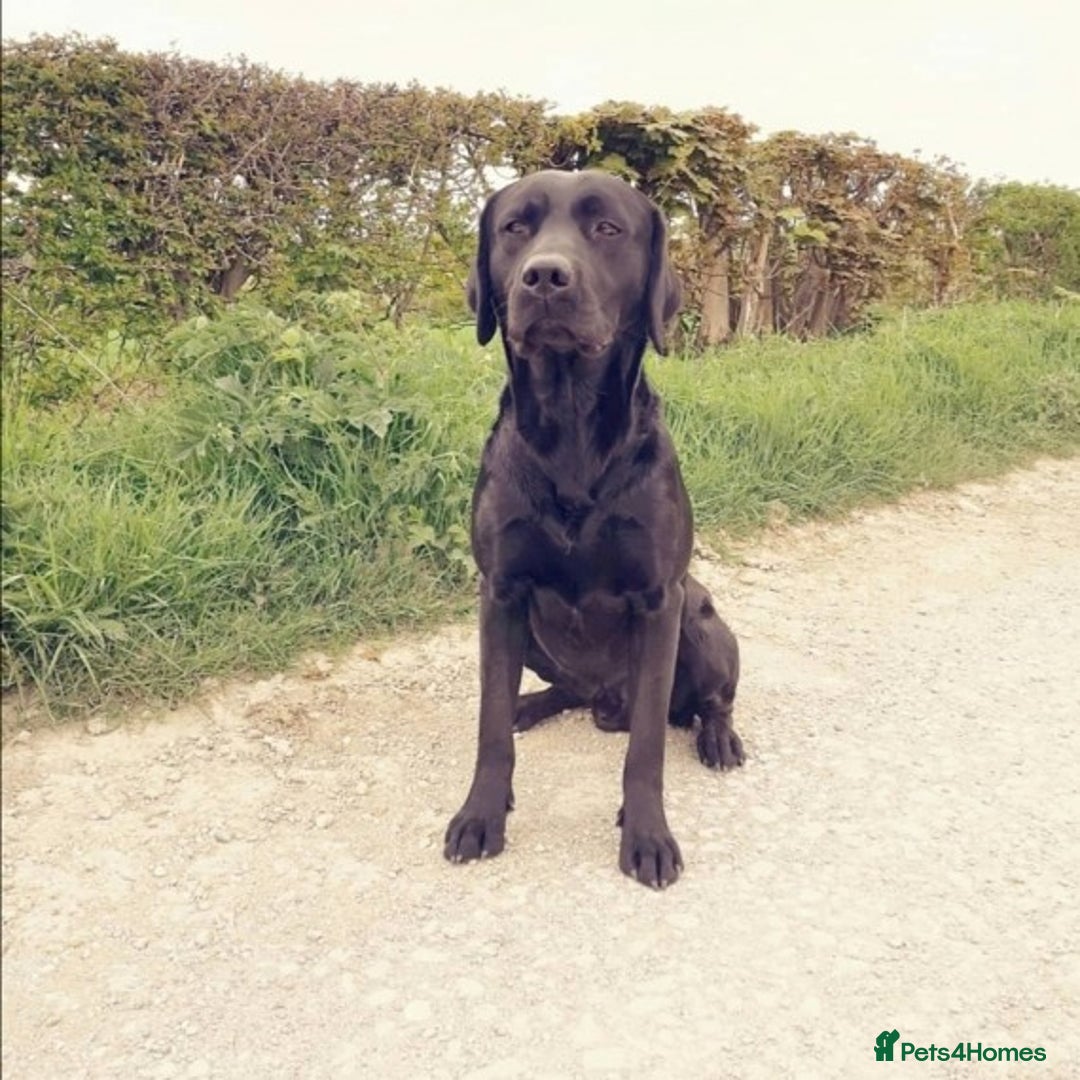 Labrador Retriever dogs for stud: * At Stud KC Health tested Labrador* in Malton - Advert 5