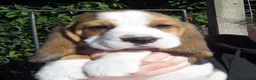 Beagle dogs for sale: KC Reg Beagle Puppies - Advert 3