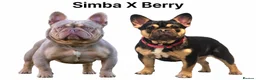 French Bulldog dogs for sale: SIMBA × BERRY — PUPPIES DUE 18/09/26 - Advert 1