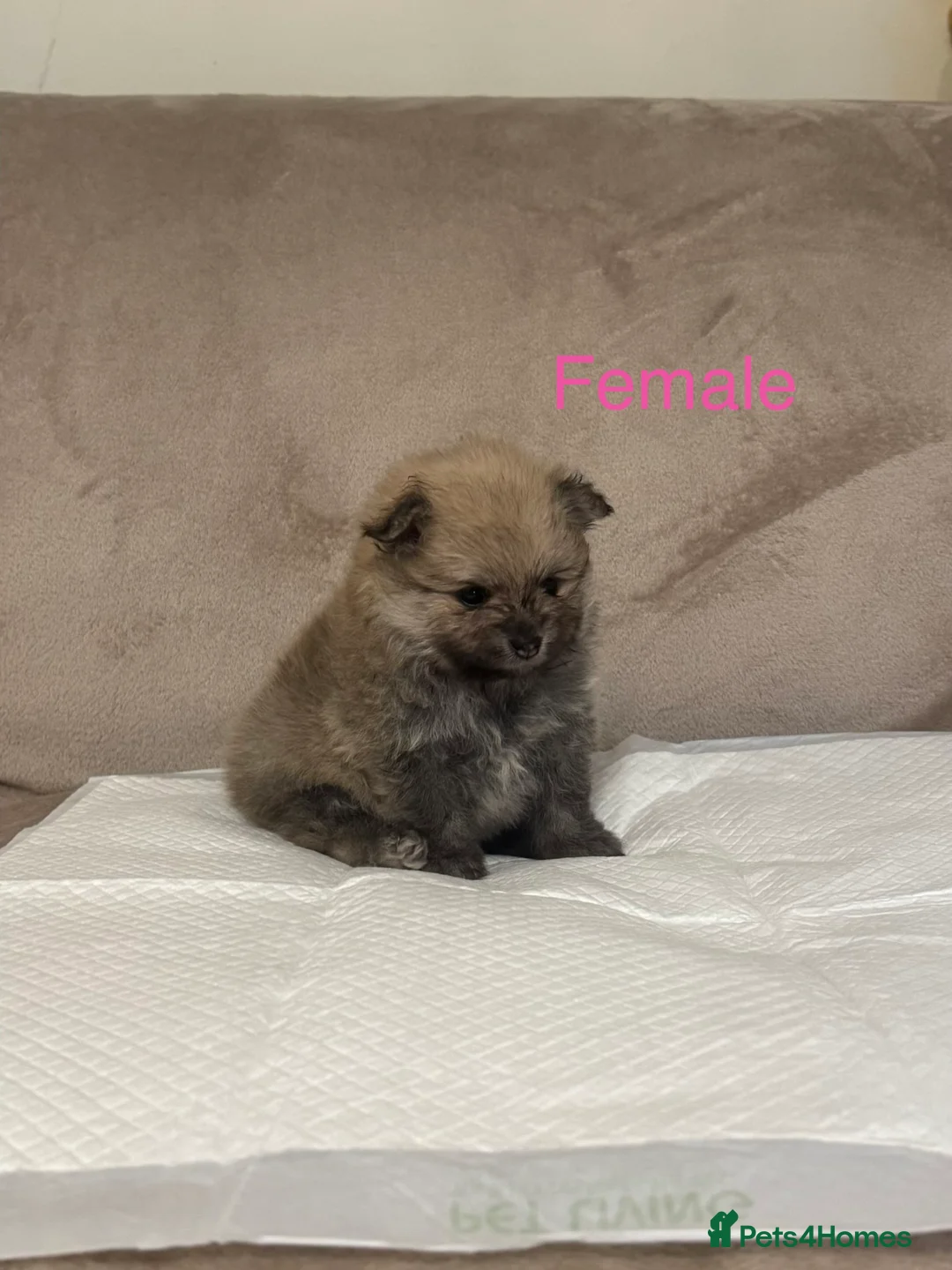 Pomeranian dogs for sale: 🐾Fluffy Little Pomeranians for sale🐾 - Advert 9
