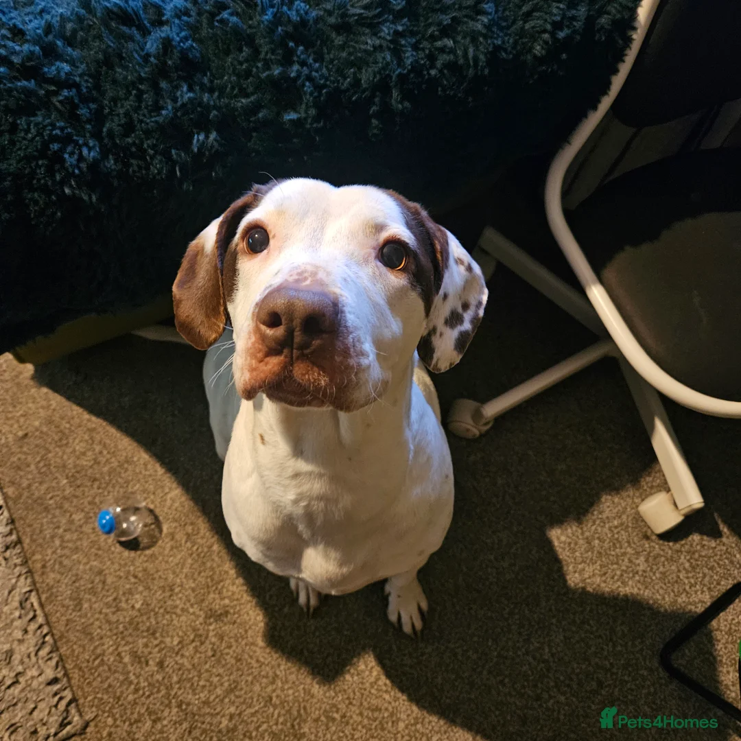 Mixed Breed dogs for sale: Staffie spaniel X old English bulldog  - Advert 11