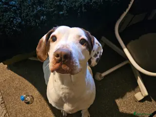 Mixed Breed dogs Staffie spaniel X old English bulldog - Advert 4