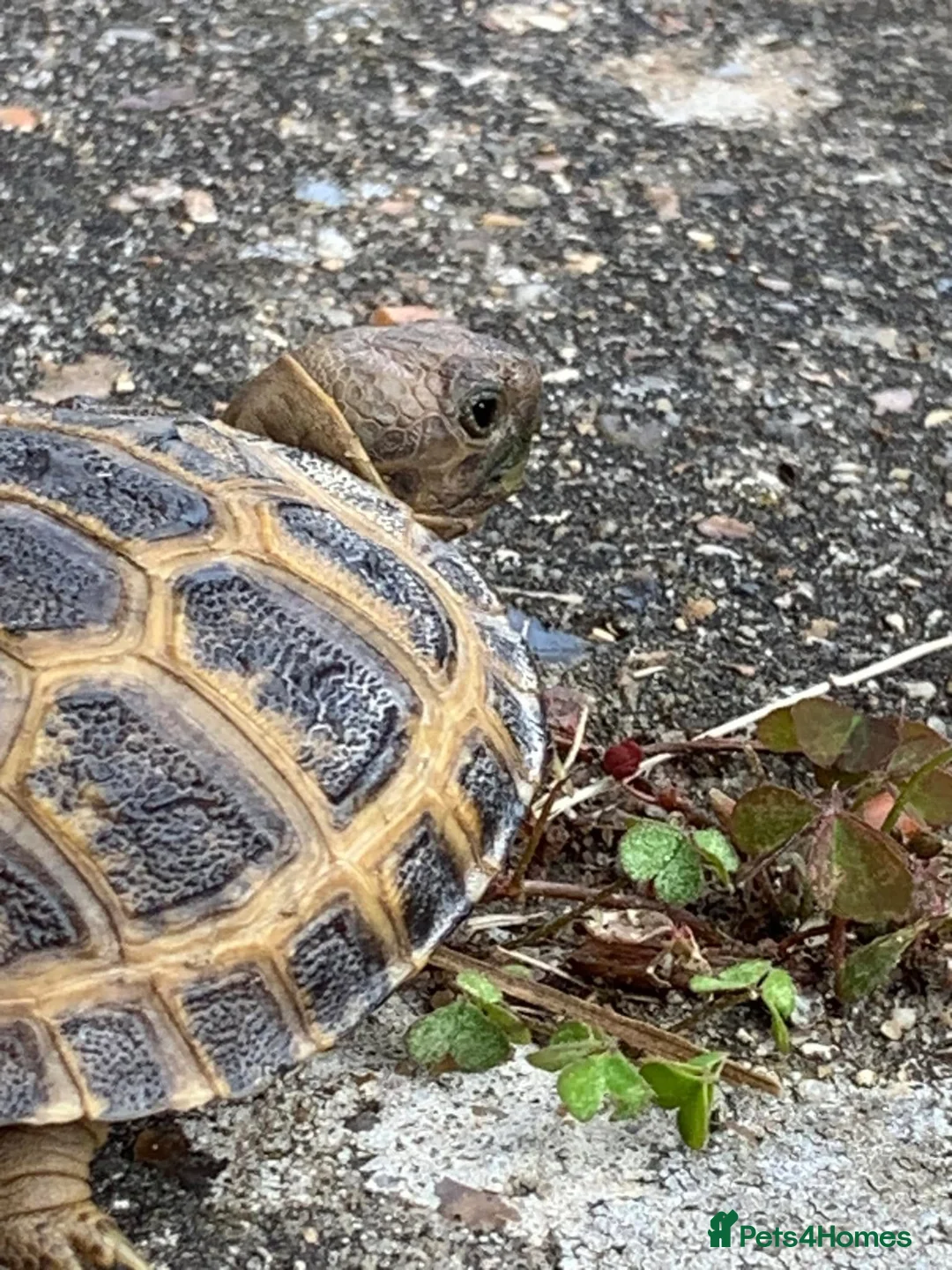 Tortoise reptiles for sale: Horsfield Tortoise in North Walsham - Advert 1