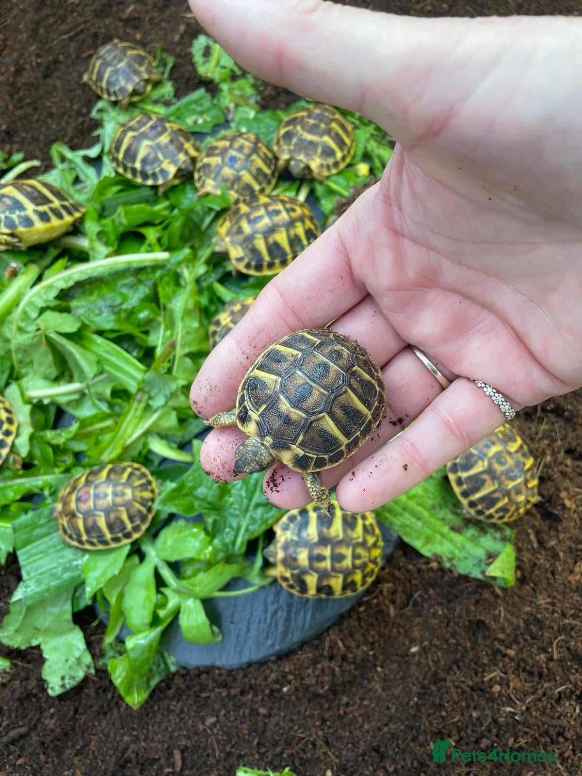 Hermann Tortoise reptiles WESTERN HERMANNS [ DWARF HERMANNS] - Advert 1