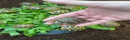 Hermann Tortoise reptiles for sale: WESTERN HERMANNS [ DWARF HERMANNS] - Advert 8