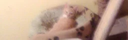 British Shorthair cats for sale: Ginger British Shorthair kittens  - Advert 7