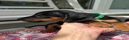 Dachshund dogs for sale: Adorable litter of dachshund cross Jack Russel  - Advert 5