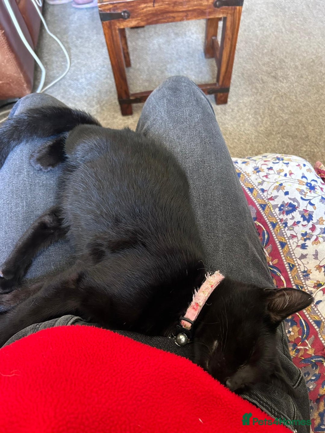 Domestic Shorthair cats for sale: Beautiful 6mo black kitten needing a new home - Image 6