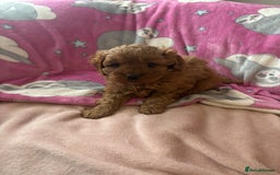 Cavapoo dogs for sale: Two Extensively Health Tested Cavapoo Girls   - Image 1