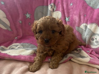 Cavapoo dogs - Advert 2