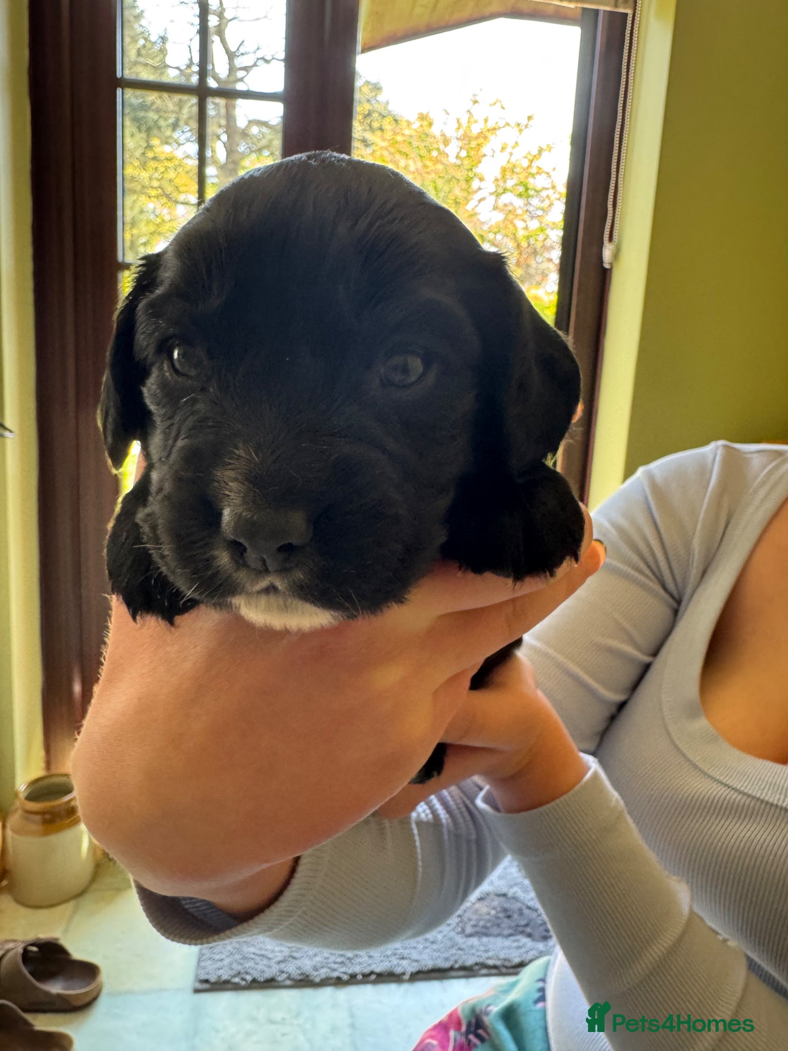 Cocker Spaniel dogs 4 black and black & white cocker spaniel puppies - Advert 1