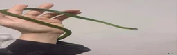 Mixed Breed reptiles for sale: WC Rough Green Snakes  - Advert 2