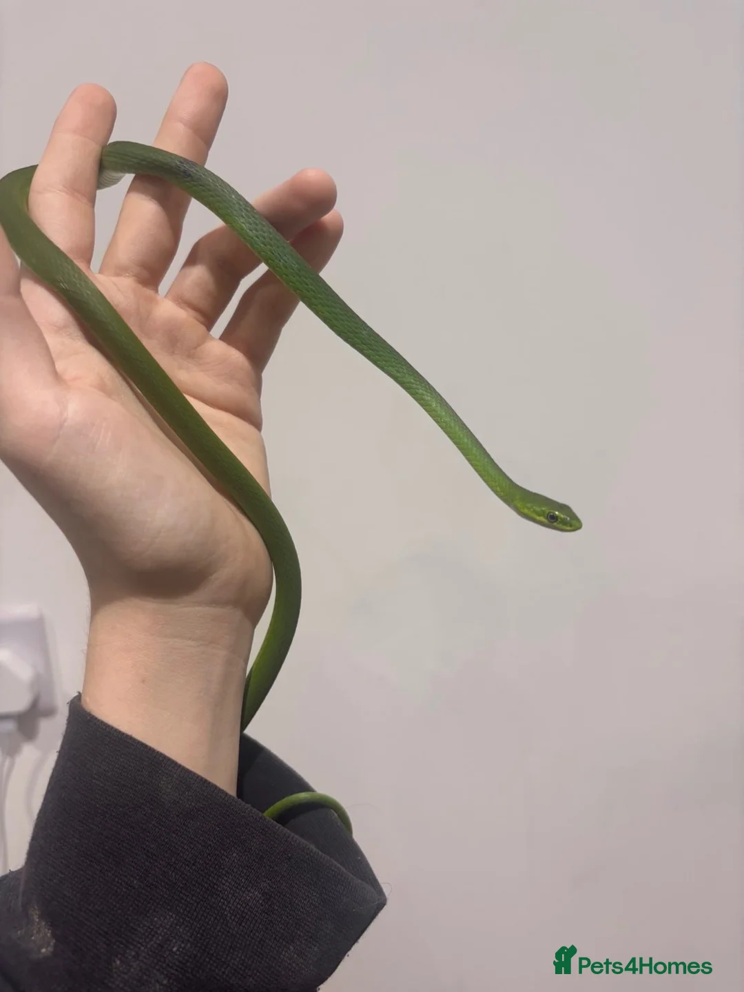 Mixed Breed reptiles for sale: WC Rough Green Snakes  - Advert 2