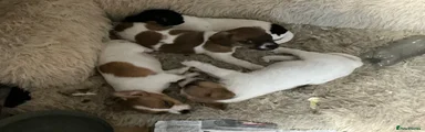Jack Russell 4