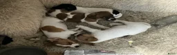 Jack Russell dogs for sale: Homebred Jack Russell puppies in Oxford - Advert 6
