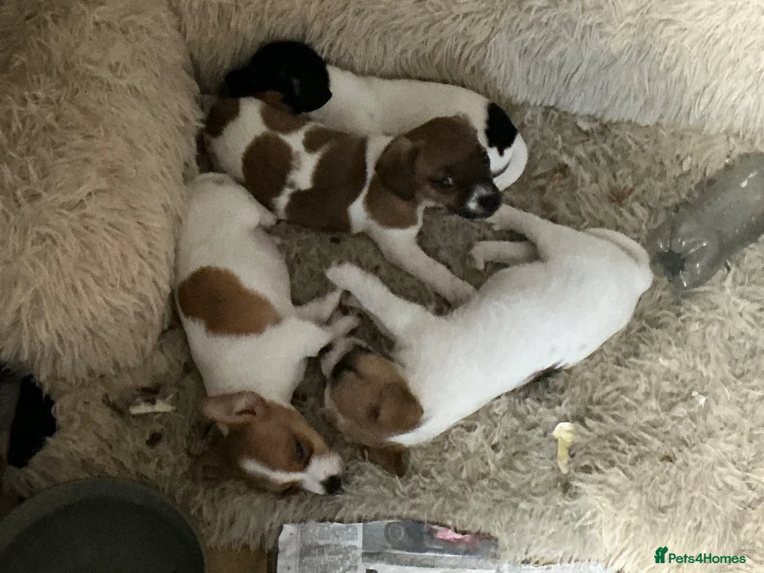 Jack Russell dogs for sale: Homebred Jack Russell puppies in Oxford - Advert 6