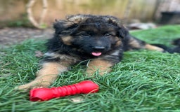 German Shepherd dogs for sale: Top Quality GSD puppies available  - Image 10