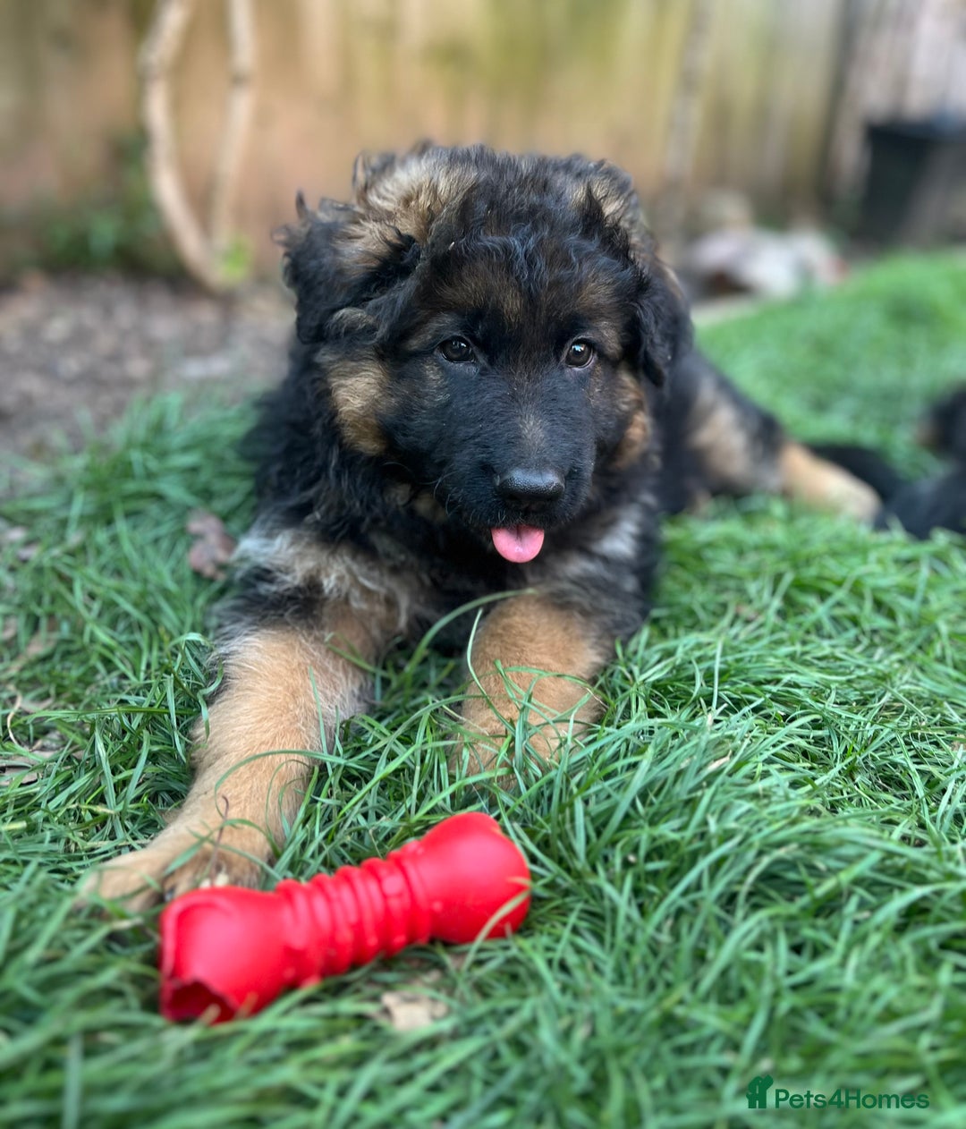 German Shepherd dogs for sale: Top Quality GSD puppies available  - Image 10