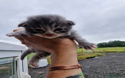 Maine Coon cats for sale: Blue/Silver Tabby Main Coon - Image 1