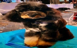 Cavapoo dogs for sale: Extensively Health tested Rare F1 Cavapoos - Image 25