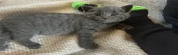 Russian Blue cats for sale: Four beautiful Russian blue kittens ❤️ - Advert 11