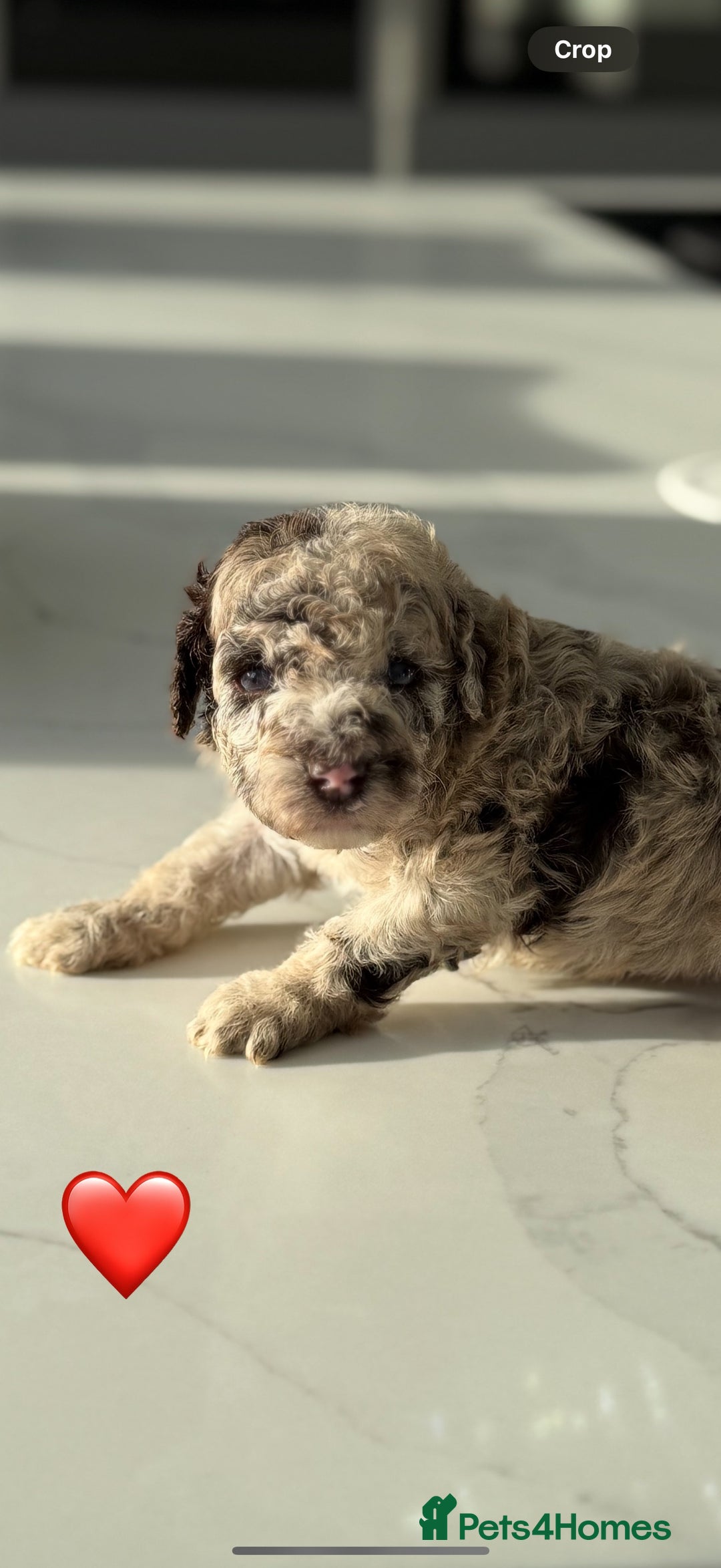 Cockapoo dogs for sale: Gorgeous Chocolate Cockapoo litter  - Advert 5