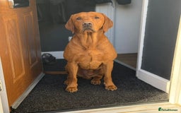Labrador Retriever dogs for sale: KC reg fox red labrador  - Advert 4