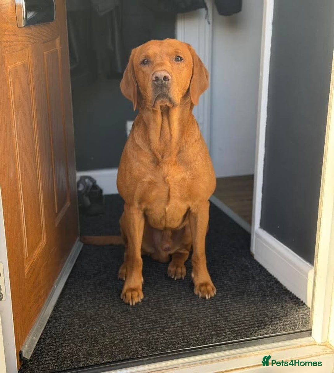 Labrador Retriever dogs for sale: KC reg fox red labrador  - Advert 4