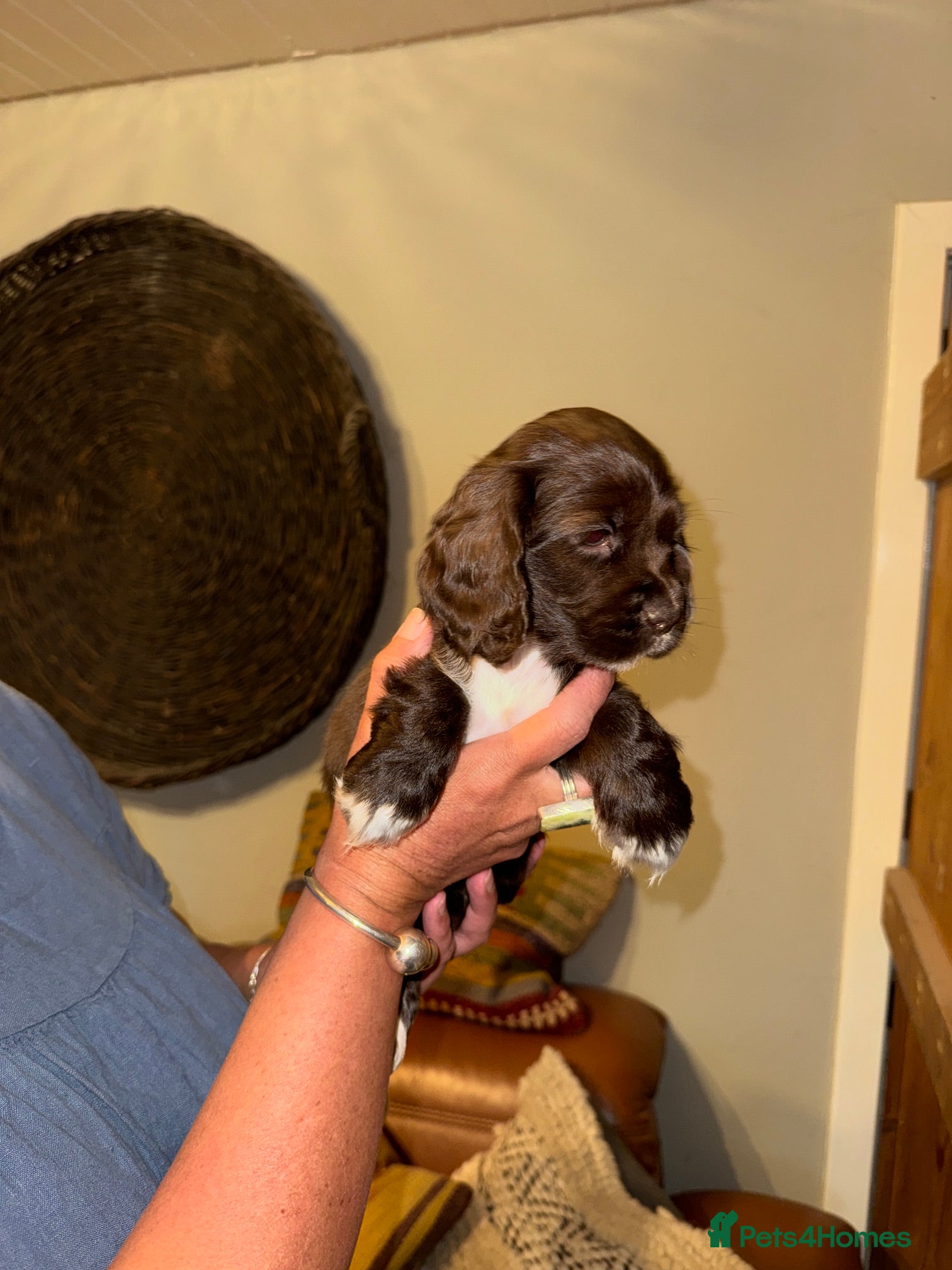 Mixed Breed dogs for sale: Stunning Colonial Cocker Spaniel Girls - Advert 10