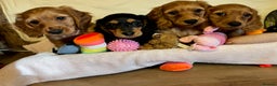 Miniature Dachshund dogs for sale: Gorgeous Miniature Long Haired Dachshund Boys - Advert 1