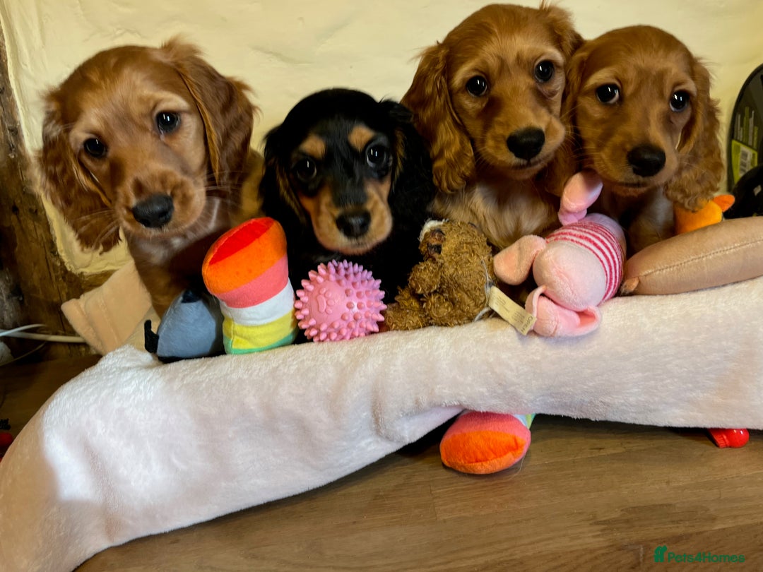 Miniature Dachshund dogs for sale: Gorgeous Miniature Long Haired Dachshund Boys - Advert 1