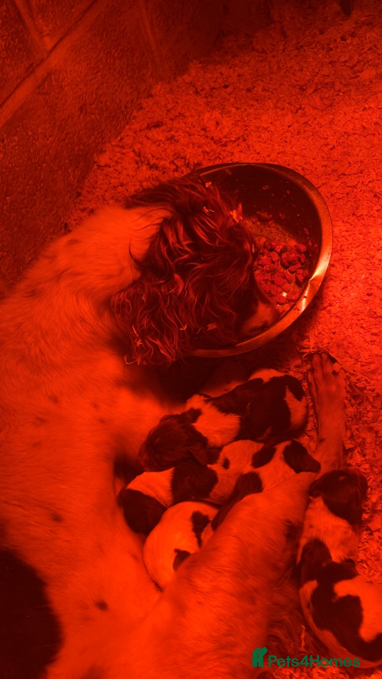 English Springer Spaniel dogs 5 week old English springer spaniel puppies  - Advert 17