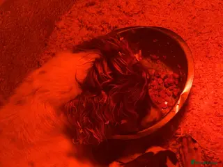 English Springer Spaniel dogs 5 week old English springer spaniel puppies - Advert 17