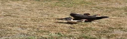 Chickens poultry for sale: Satin Silkie Mum with her 2 serama chicks  - Advert 5