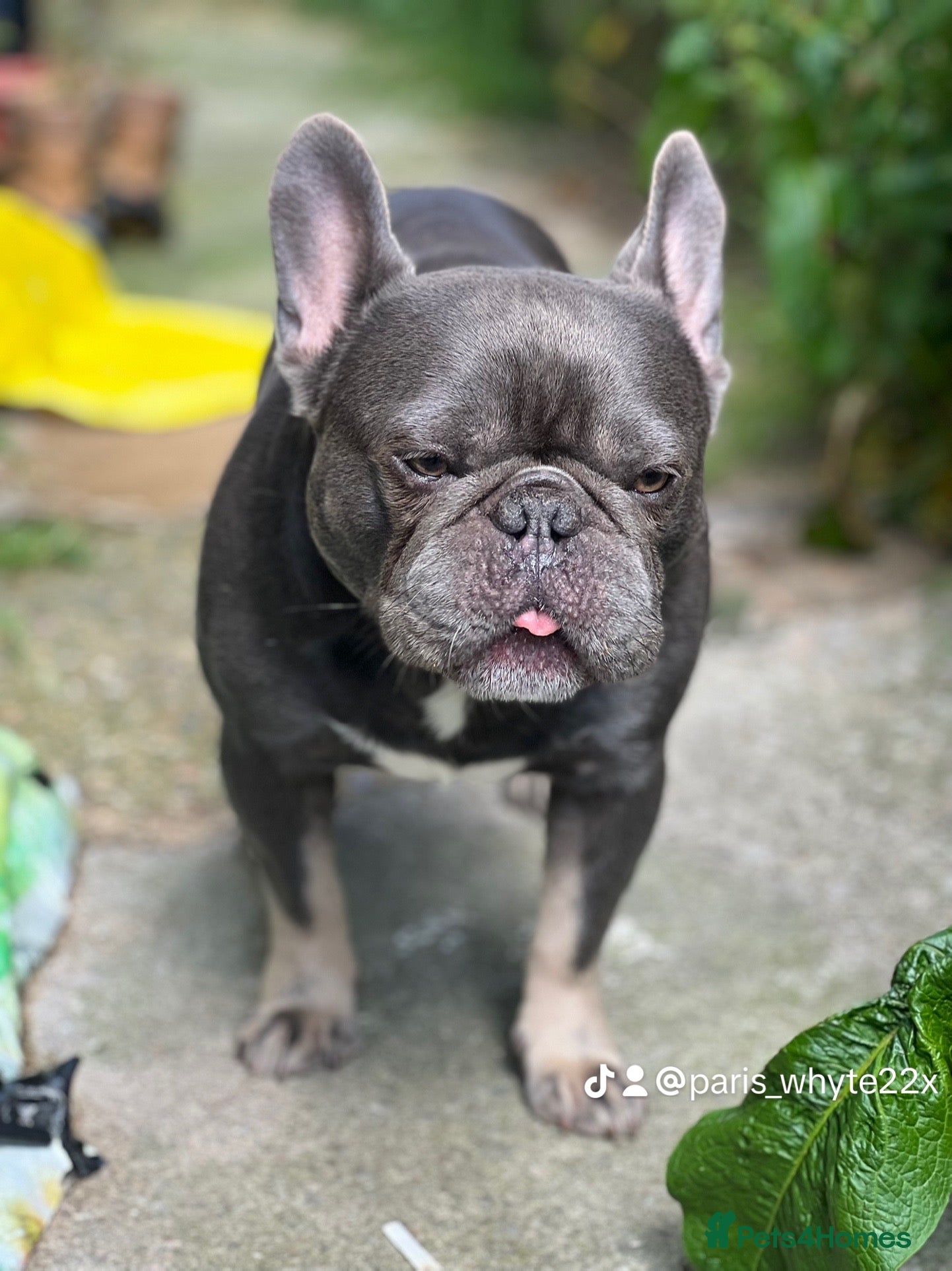 French Bulldog dogs for sale: French bulldog puppies  - Advert 3