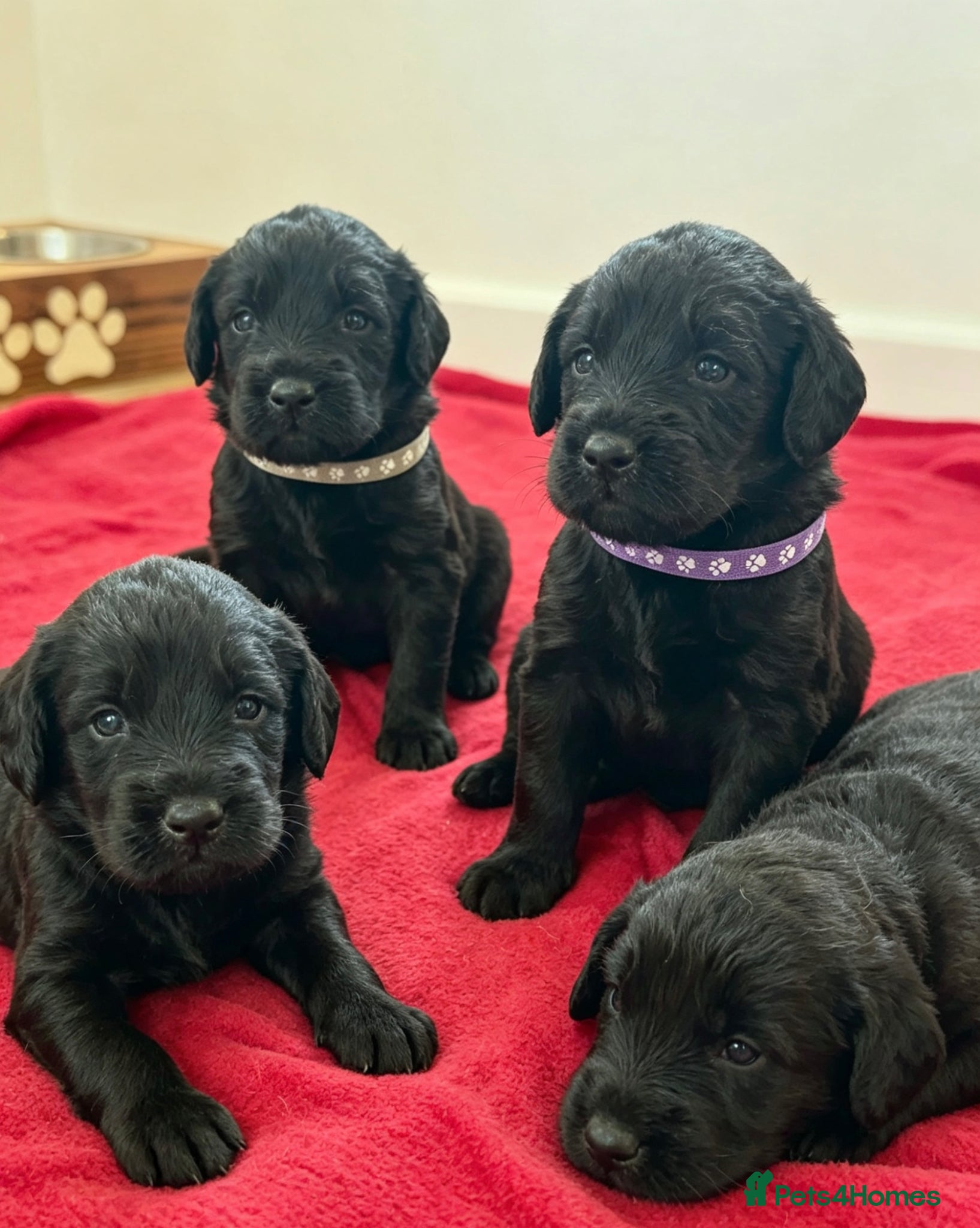 Labradoodle dogs Extensively Health Tested F1 Miniature Labradoodle - Advert 1