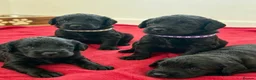 Labradoodle dogs for sale: Extensively Health Tested F1 Miniature Labradoodle - Advert 11