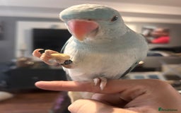 Ringnecks birds for sale: Gorgeous Male HandReared Blue Indian Ringneck £550 - Image 1