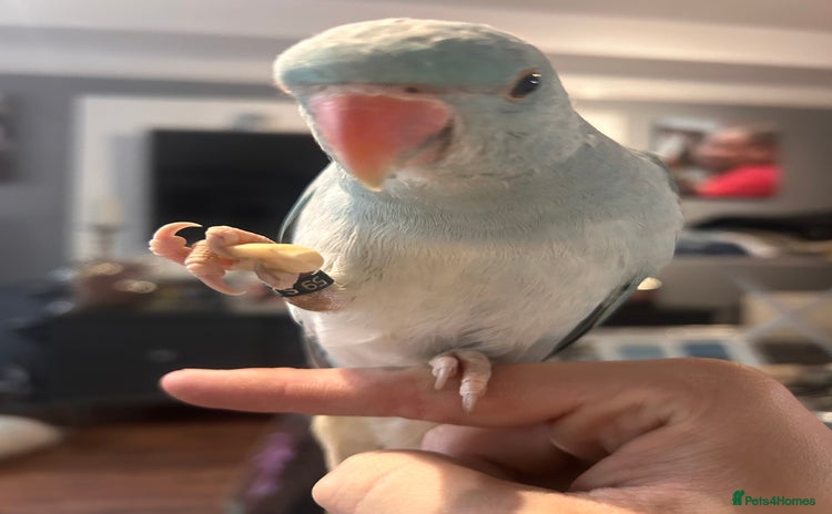 Ringnecks birds - Advert 2