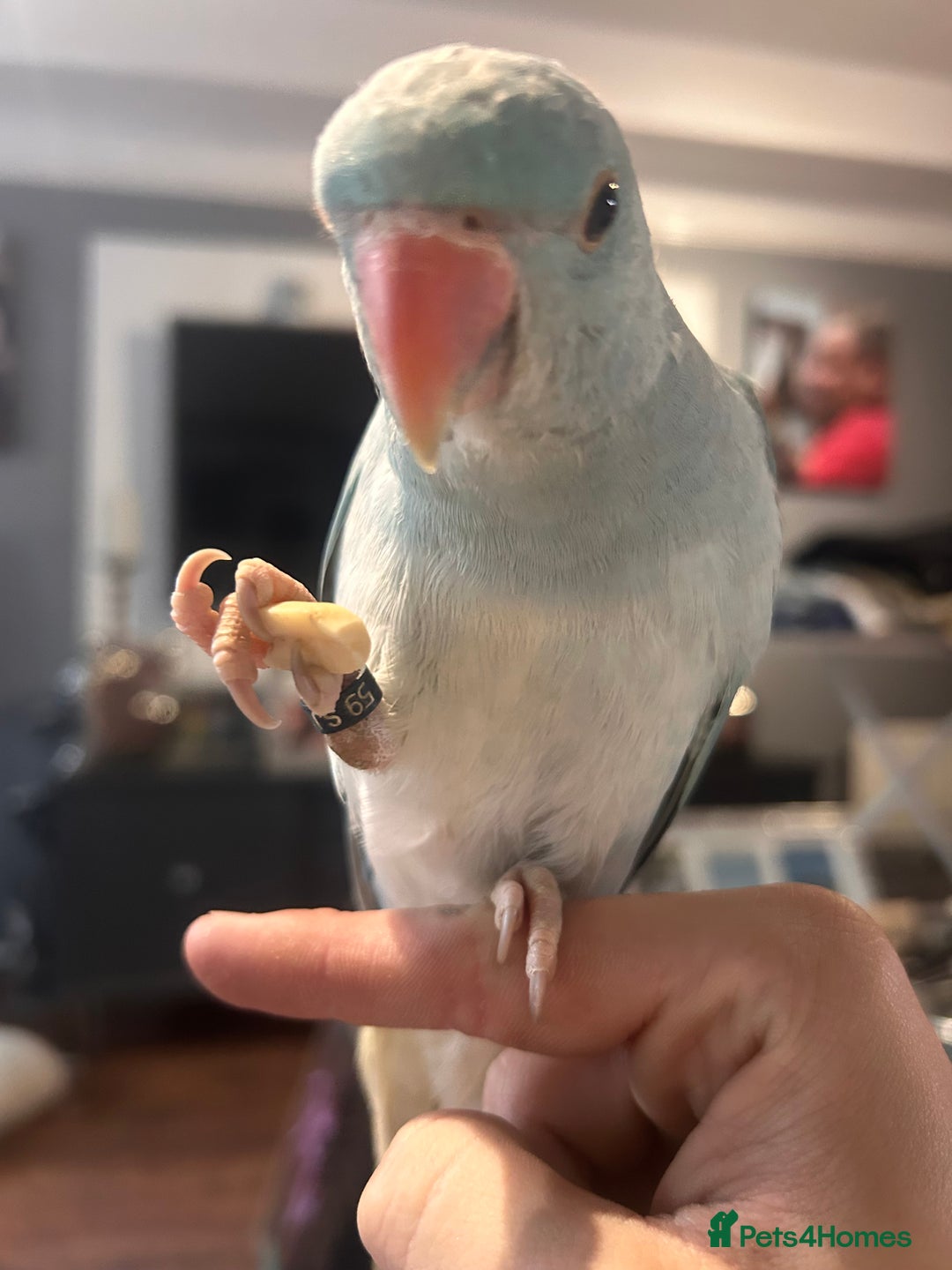 Ringnecks birds for sale: Gorgeous Male HandReared Blue Indian Ringneck £550 - Image 1
