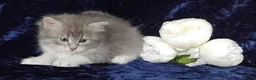 Siberian cats for sale: GCCF Registered Siberian Kitten For Sale  - Advert 23