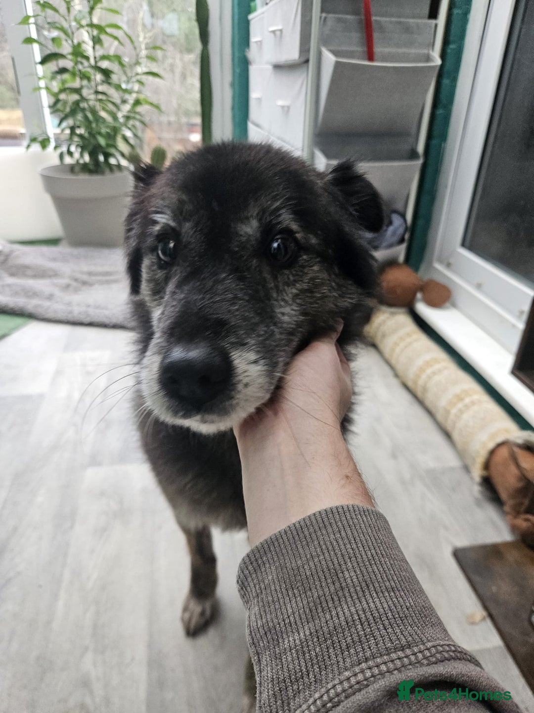 Mixed Breed dogs for adoption: Freya for adoption! - Advert 2