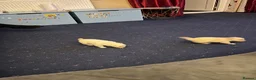Chihuahua dogs for sale: White long hair Apple head chihuahua  - Advert 12