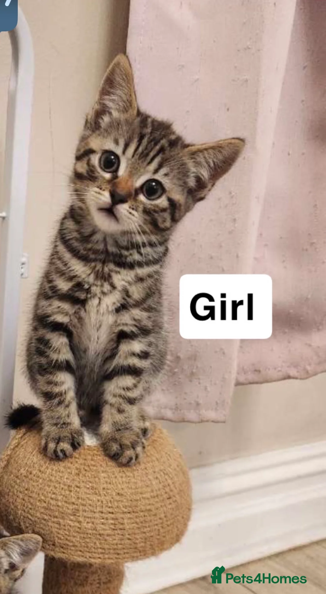 British Shorthair cats for sale: British shorthair cross - Advert 2